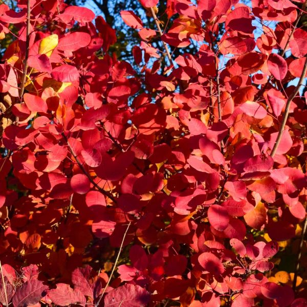 Cotinus 'Grace' 4.5 litre